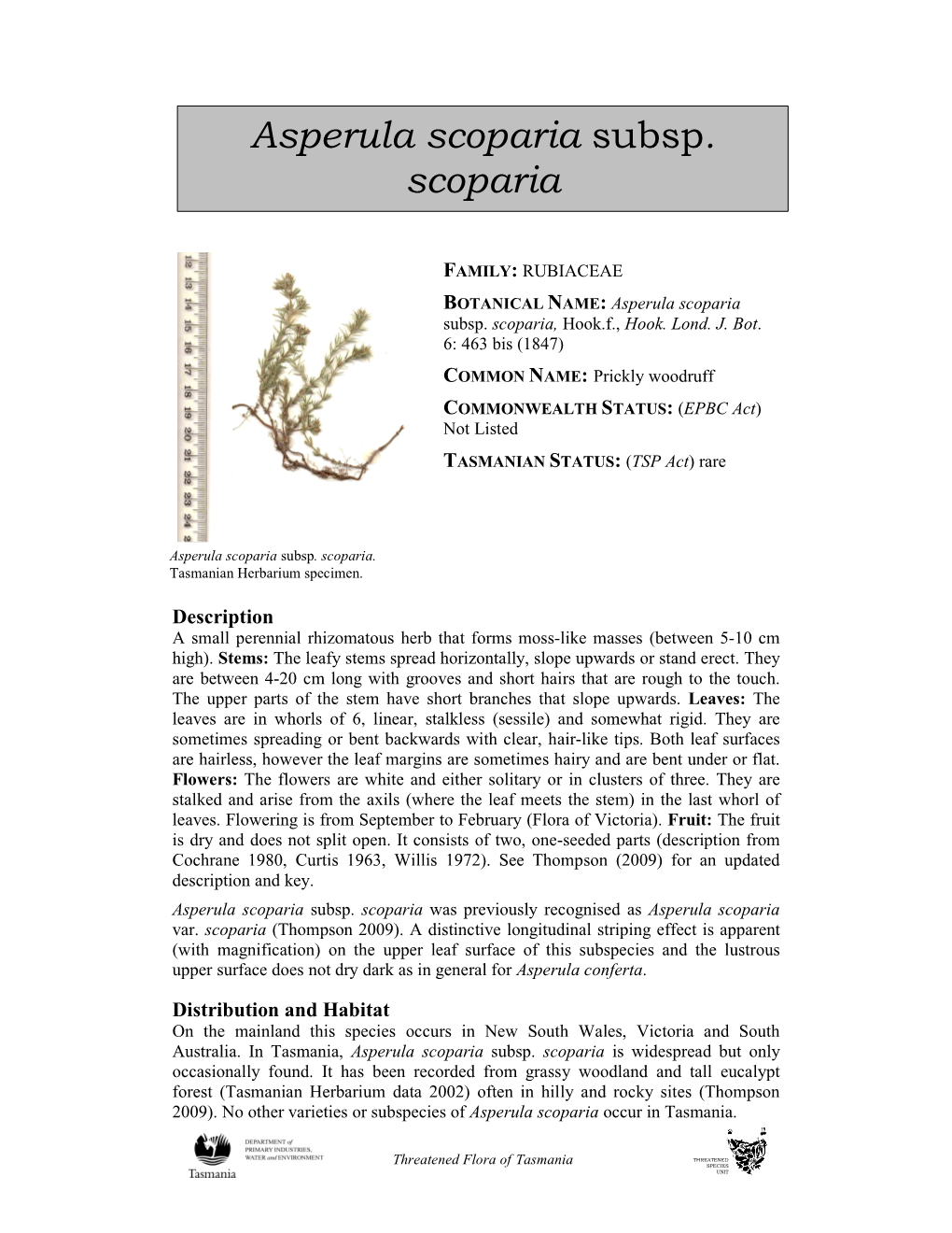 Asperula Scoparia Subsp. Scoparia, Hook.F., Hook