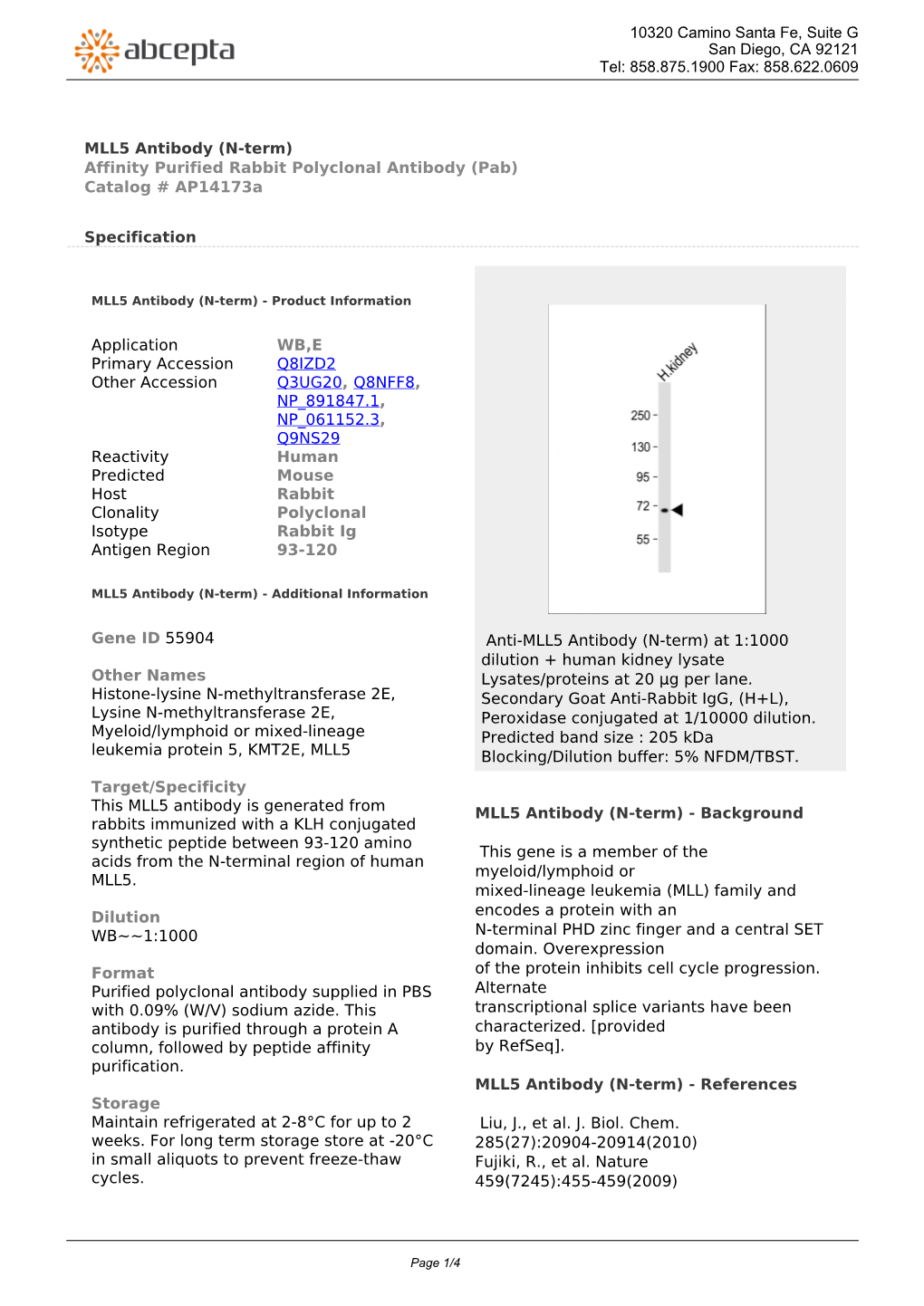 MLL5 Antibody (N-Term) Affinity Purified Rabbit Polyclonal Antibody (Pab) Catalog # Ap14173a