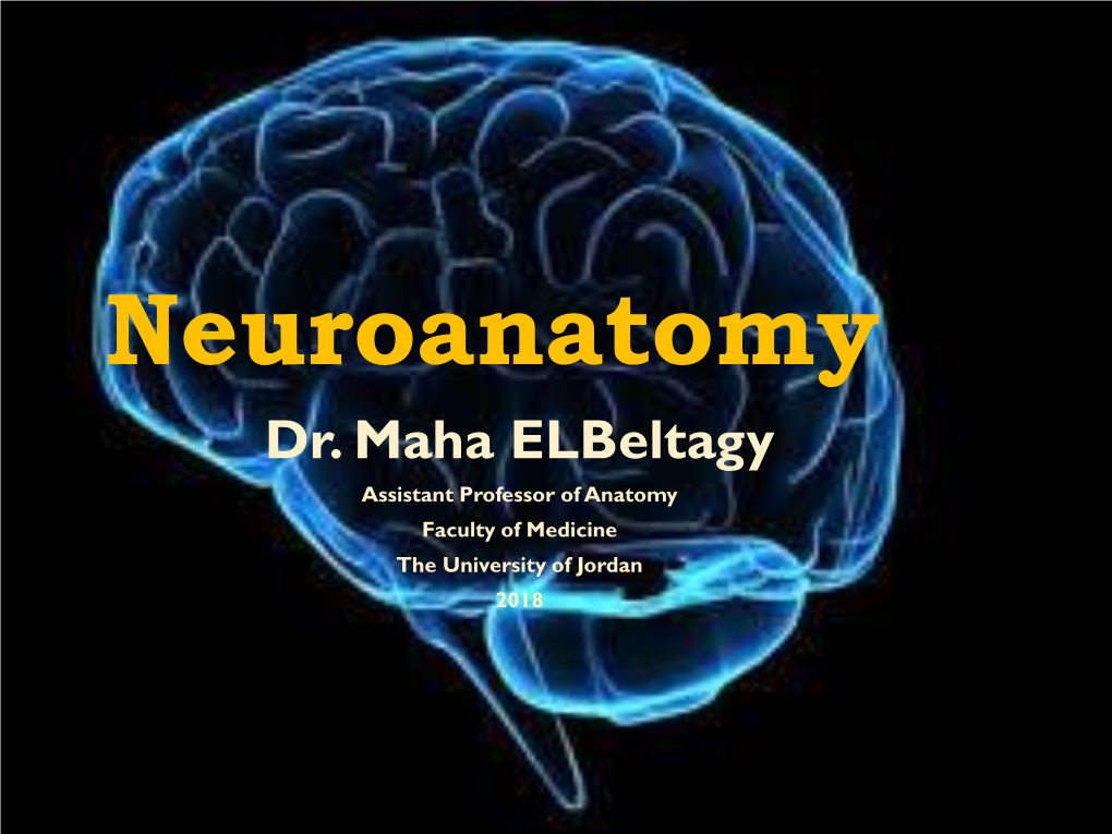 The Nervous System (Ns)