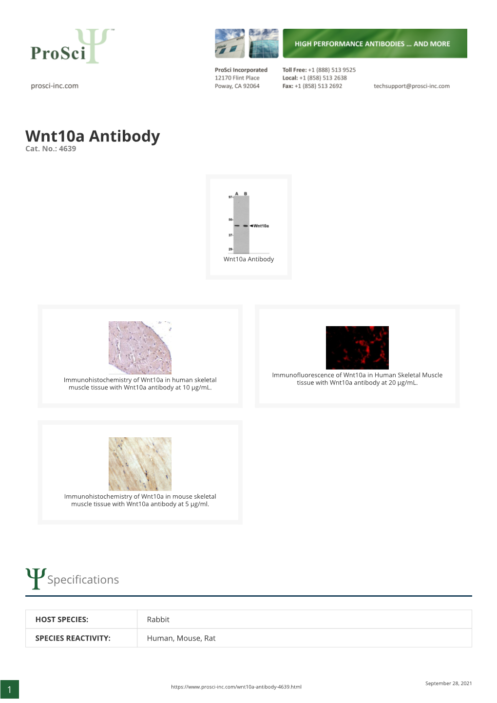 Wnt10a Antibody Cat