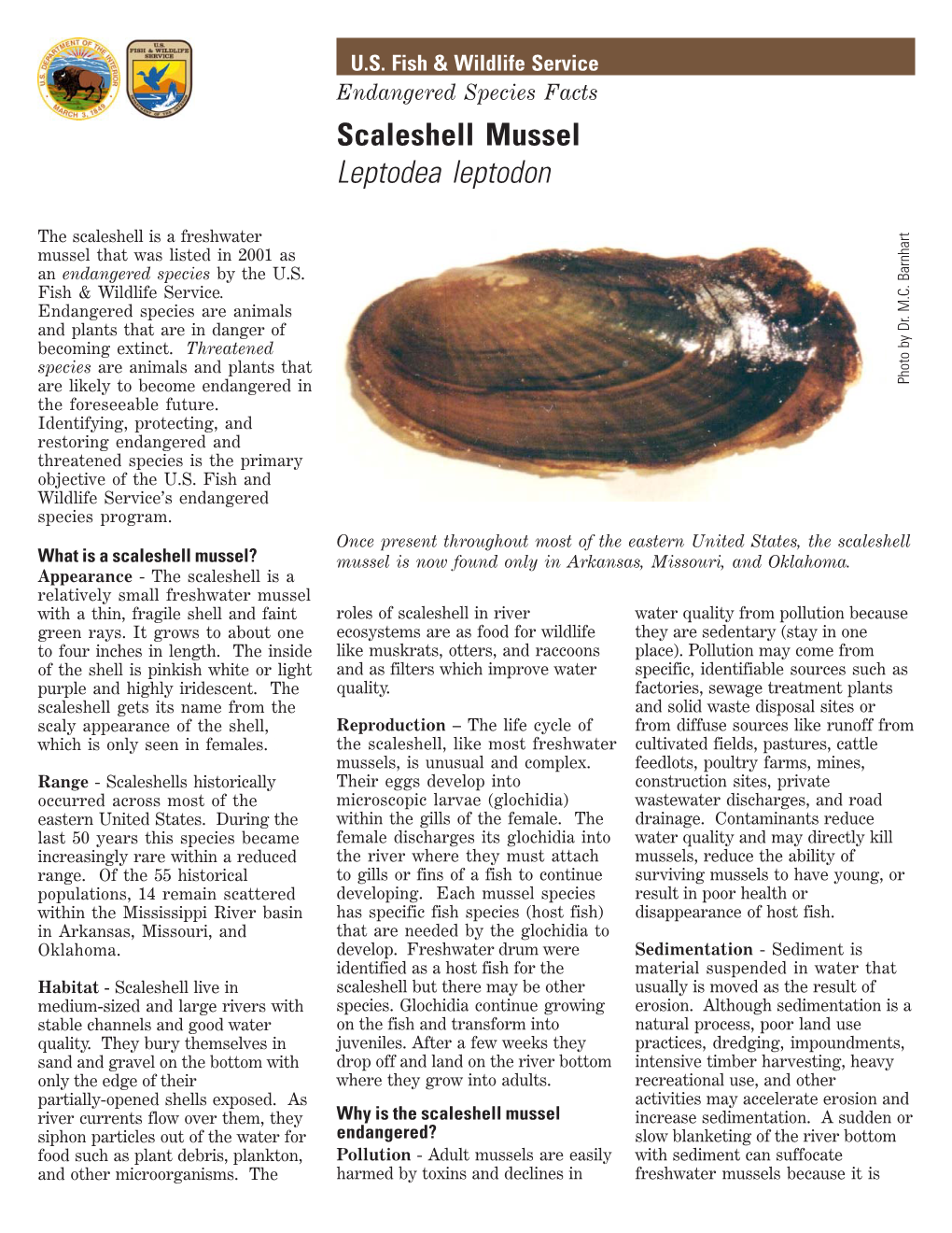 Scaleshell Mussel Leptodea Leptodon