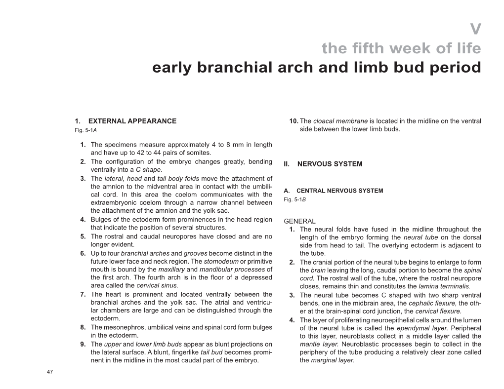 V the Fifth Week of Life Early Branchial Arch and Limb Bud Period