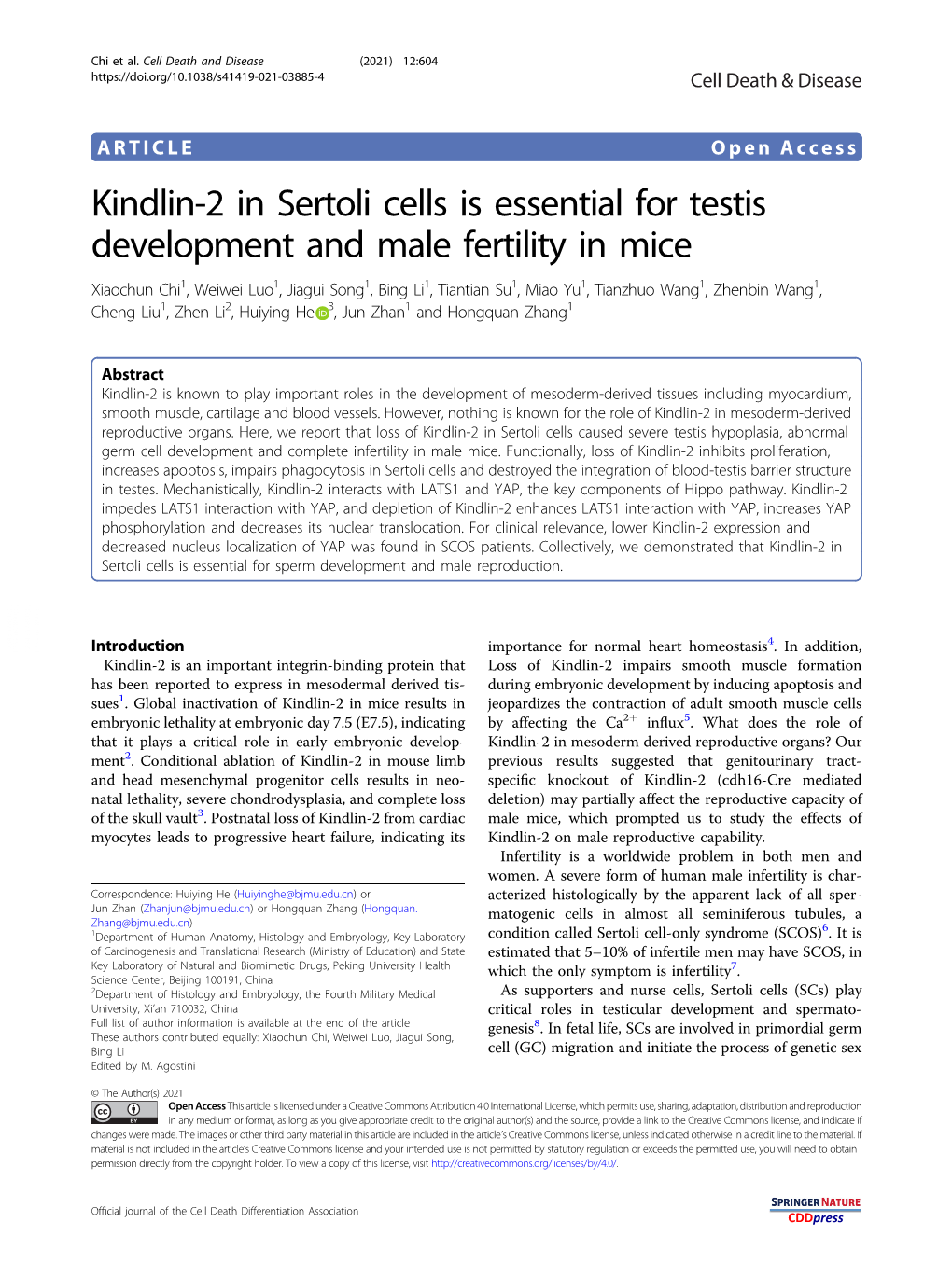 Kindlin-2 in Sertoli Cells Is Essential for Testis Development and Male