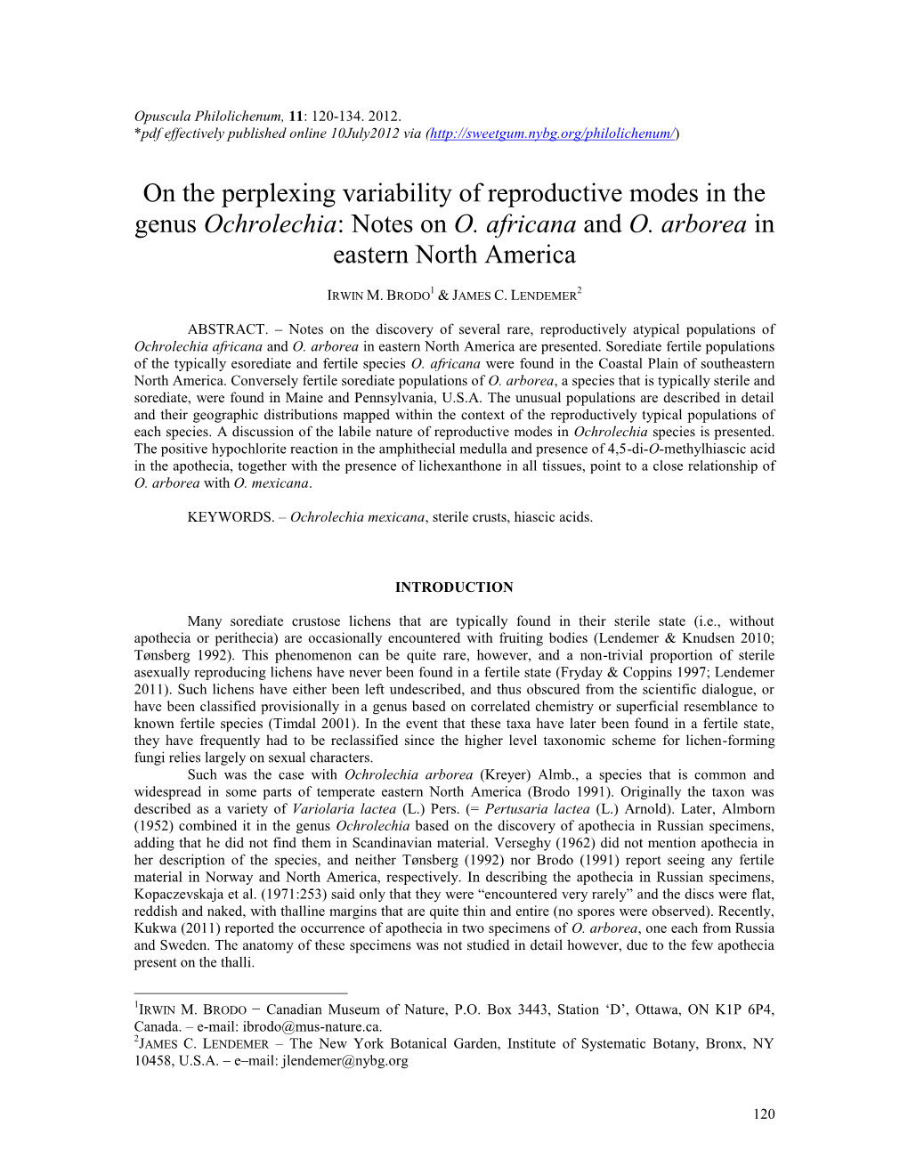 Ochrolechia: Notes on O