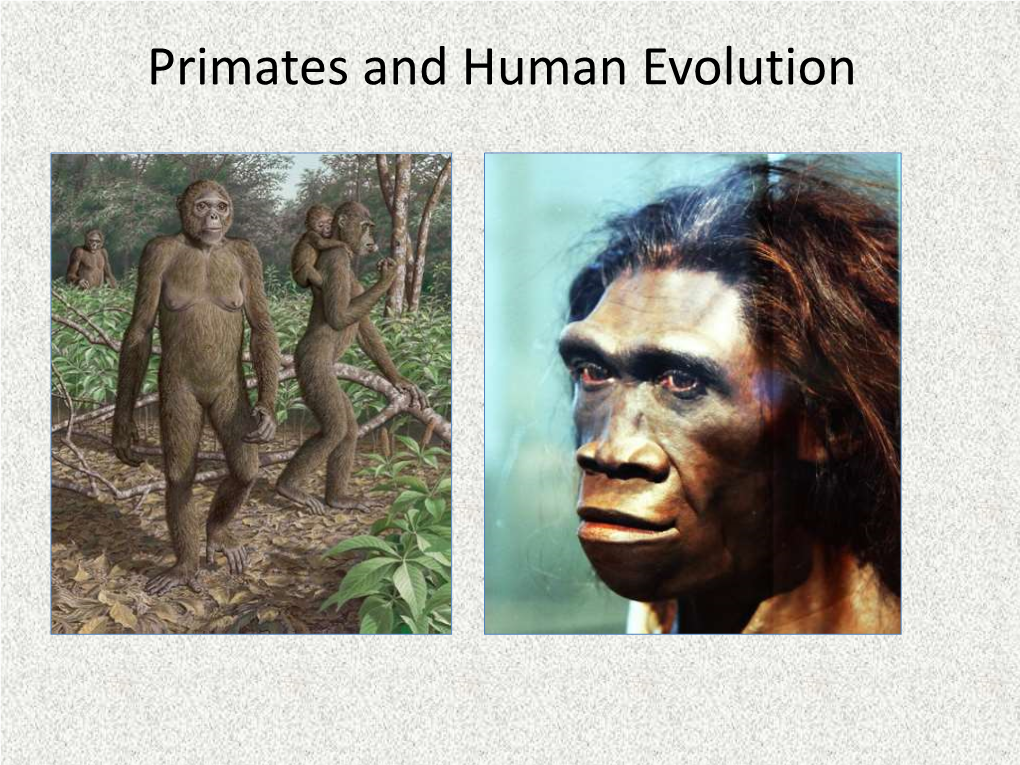 Primates and Human Evolution Overview