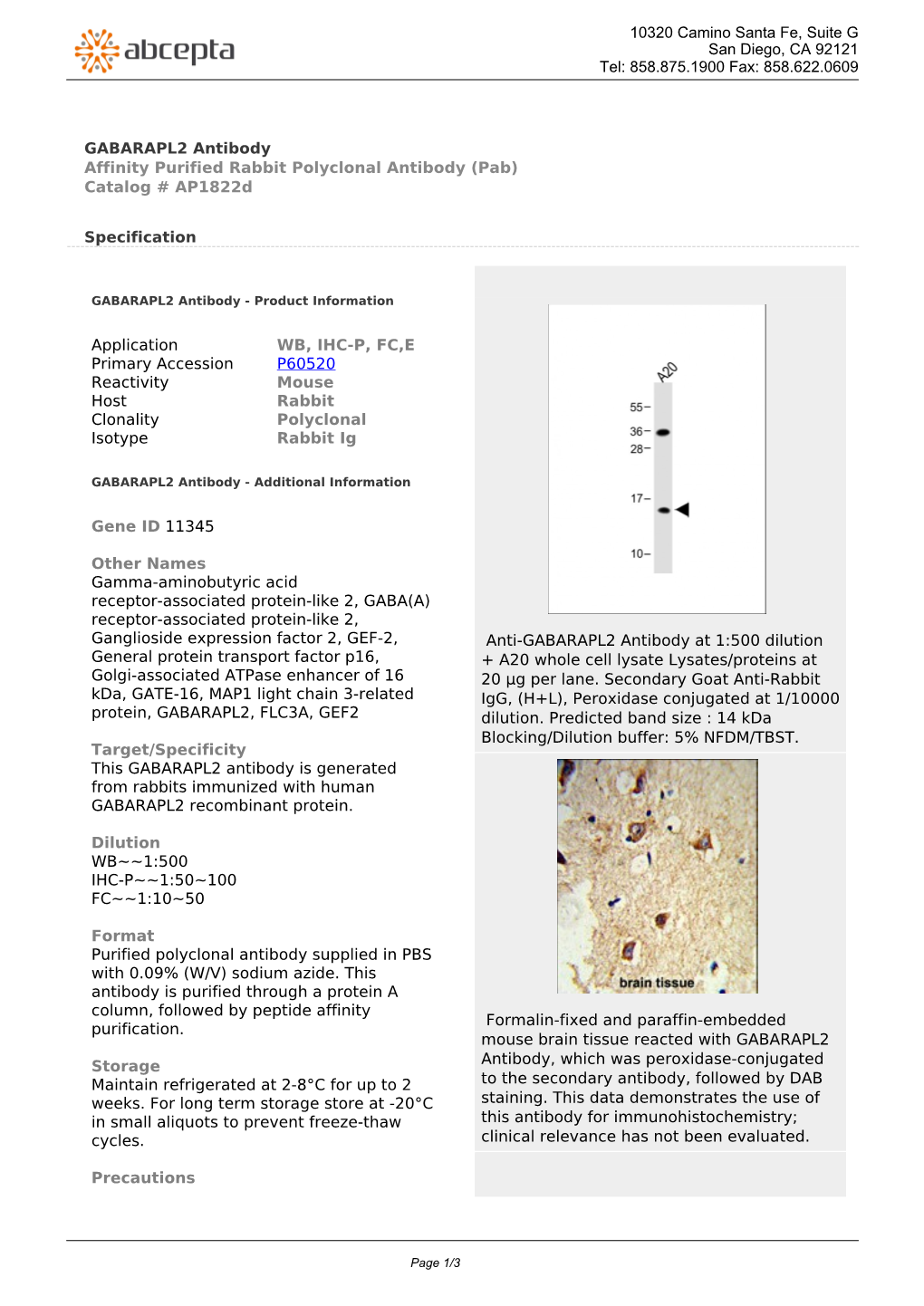 GABARAPL2 Antibody Affinity Purified Rabbit Polyclonal Antibody (Pab) Catalog # Ap1822d