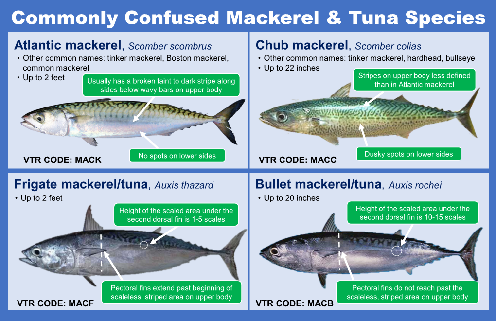 Commonly Confused Mackerel & Tuna Species