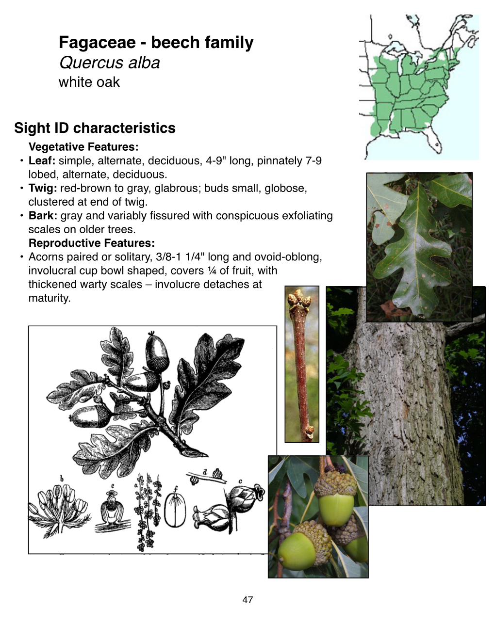 Fagaceae - Beech Family Quercus! Alba White Oak