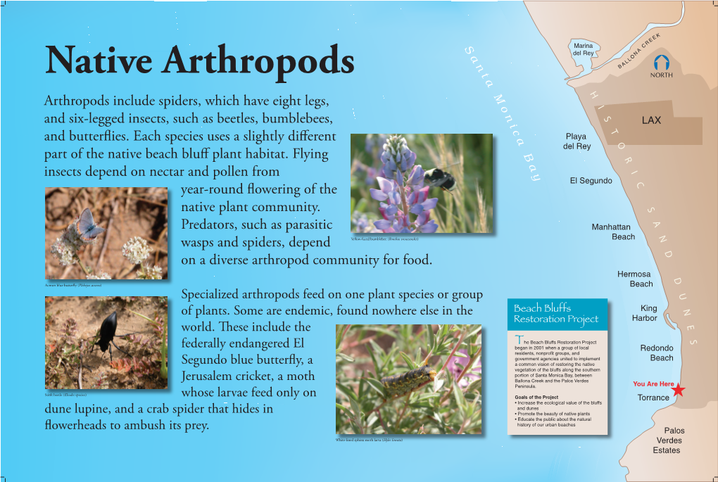 Native Arthropods A