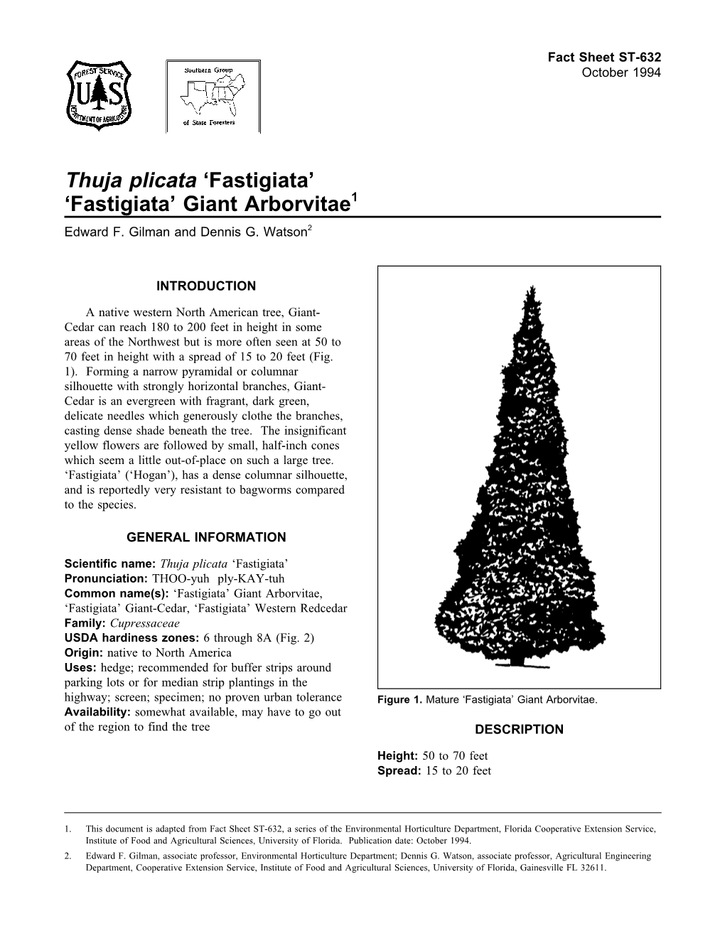 Thuja Plicata 'Fastigiata' 'Fastigiata' Giant Arborvitae