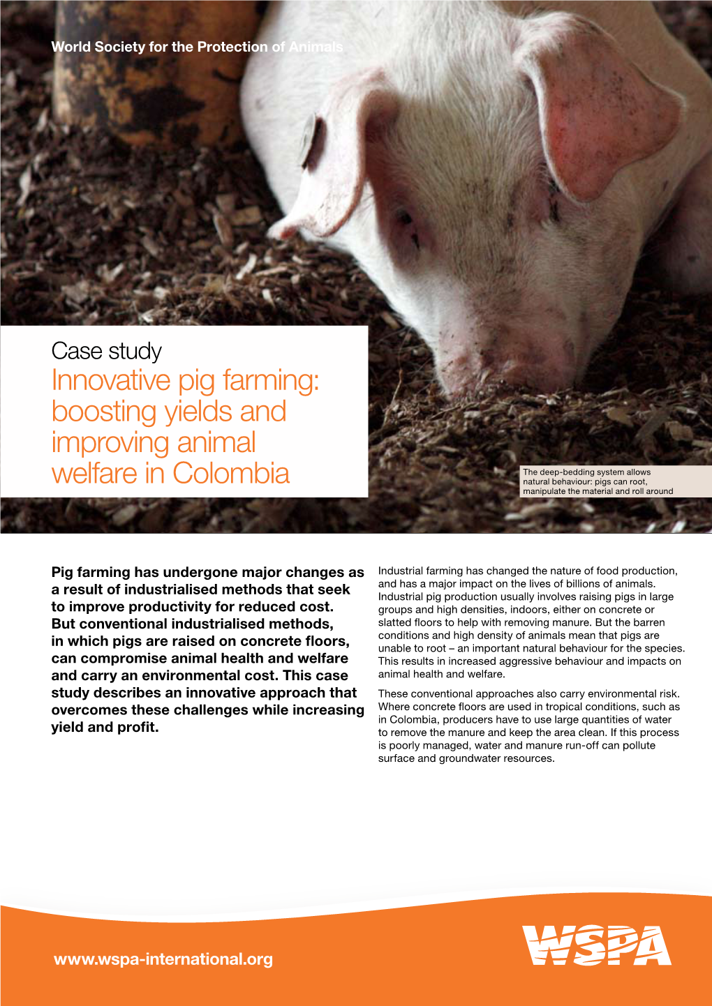 Innovative Pig Farming: Boosting Yields and Improving Animal Welfare In