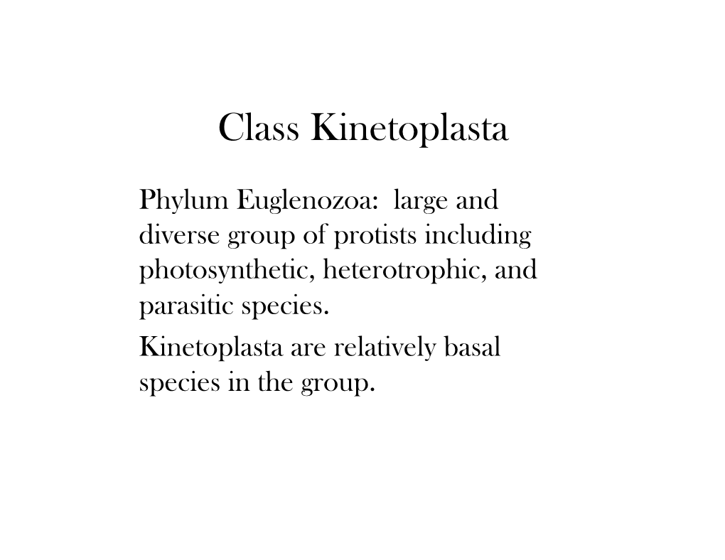 L4, Kinetoplastid 1