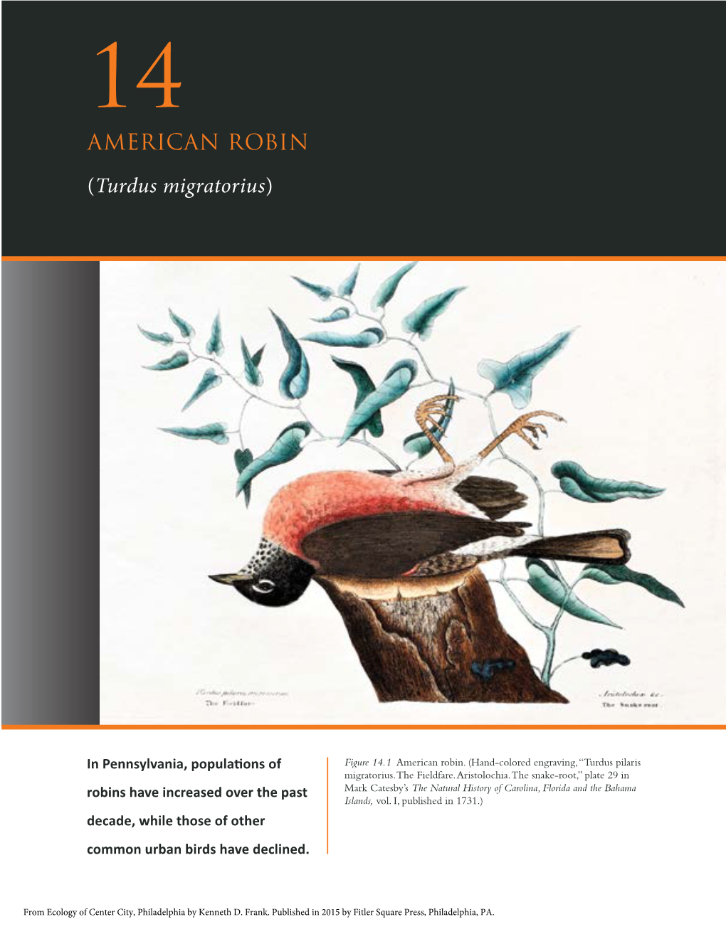 AMERICAN ROBIN (Turdus Migratorius)