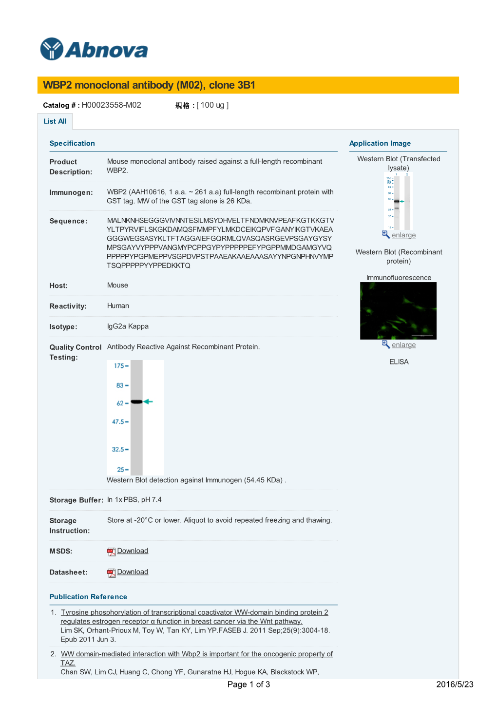 WBP2 Monoclonal Antibody (M02), Clone 3B1