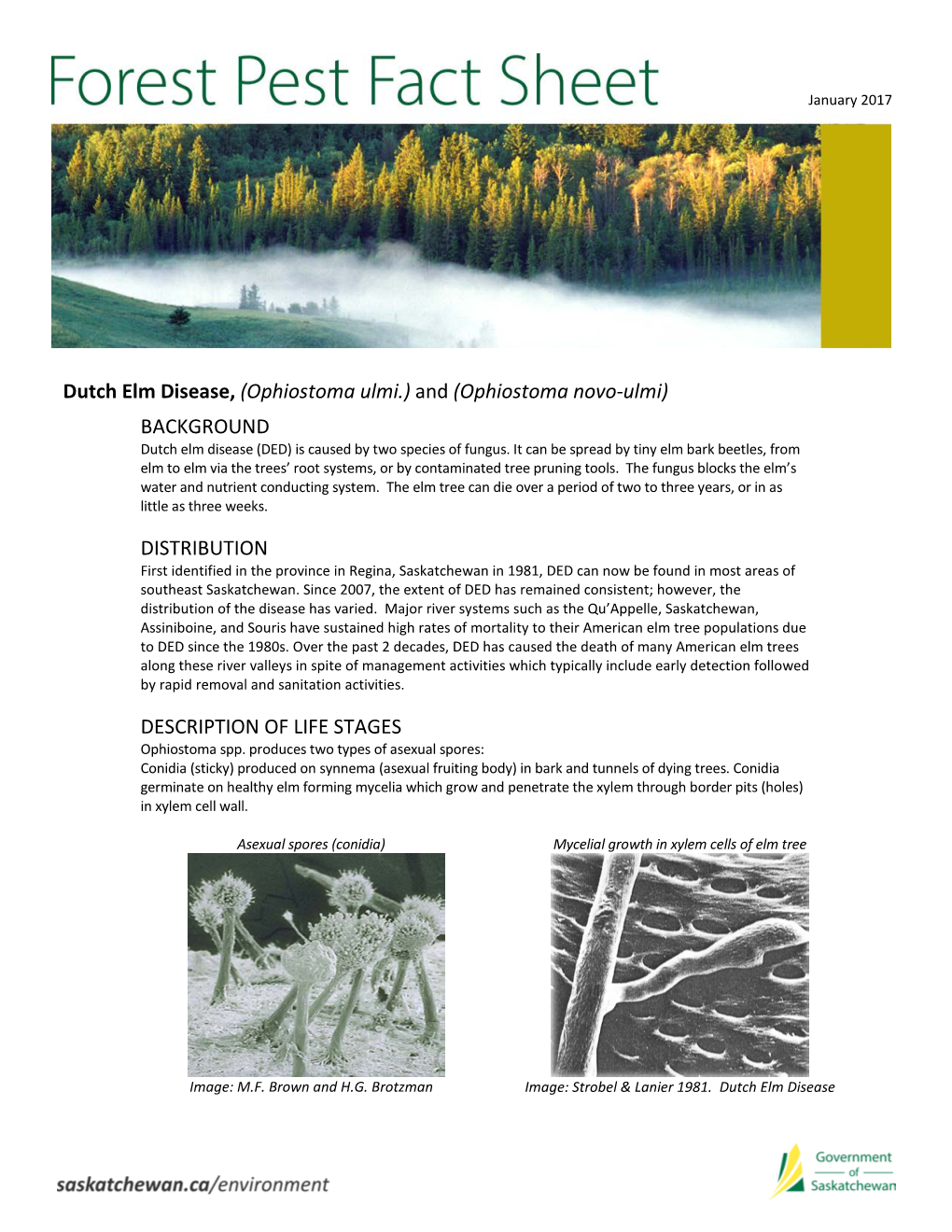 Dutch Elm Disease, (Ophiostoma Ulmi.) and (Ophiostoma Novo-Ulmi)