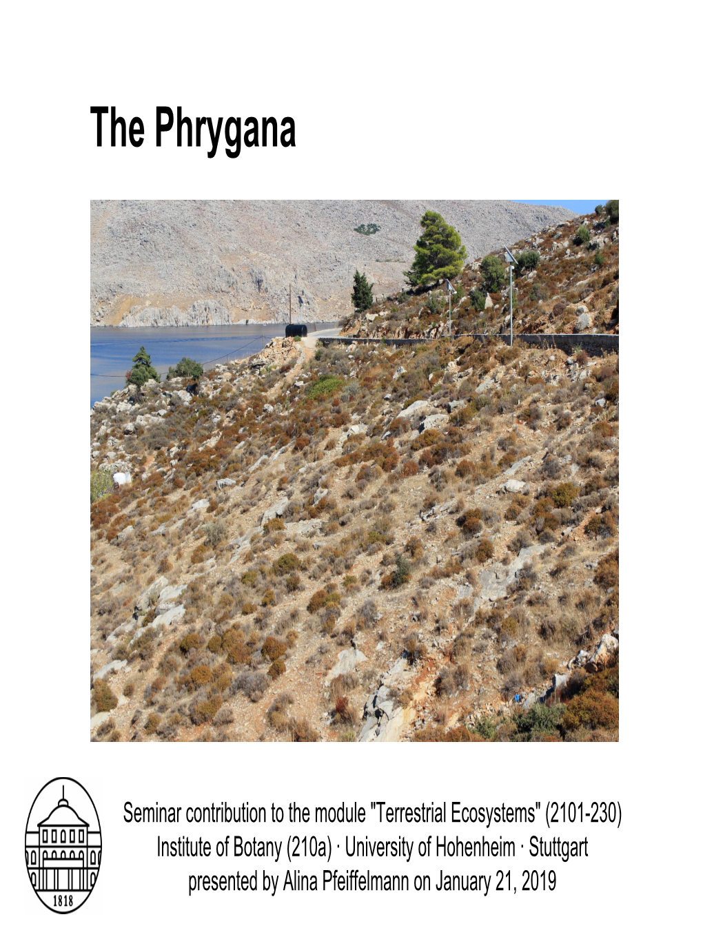 The Phrygana