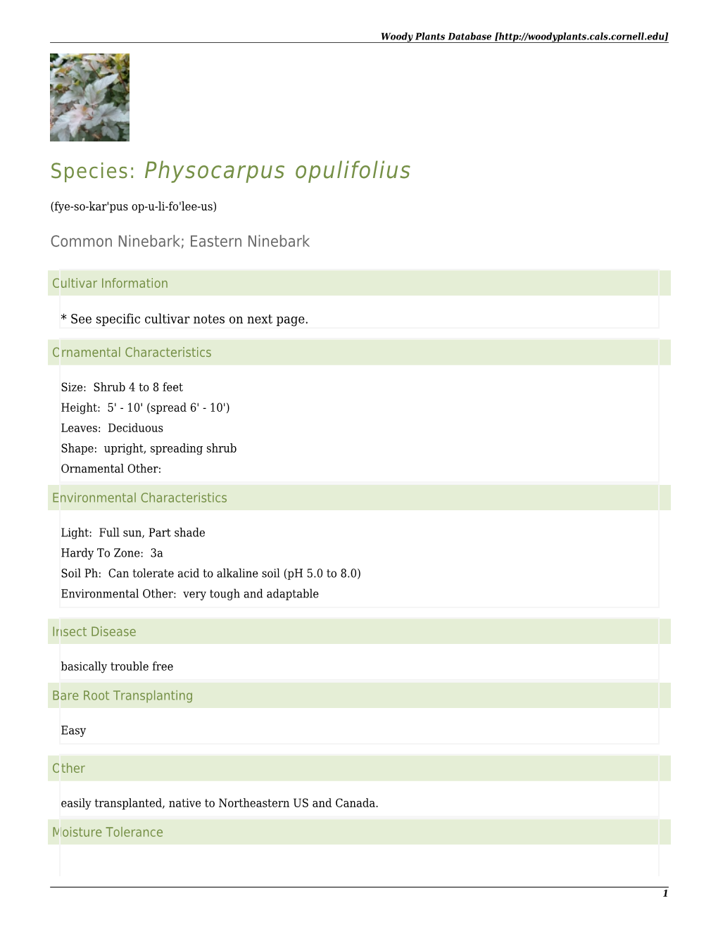 Physocarpus Opulifolius