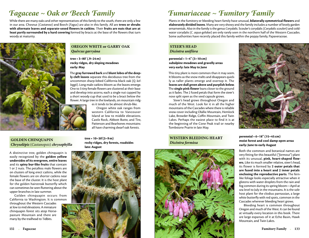 Fagaceae ~ Oak Or Beech Family Fumariaceae ~ Fumitory Family