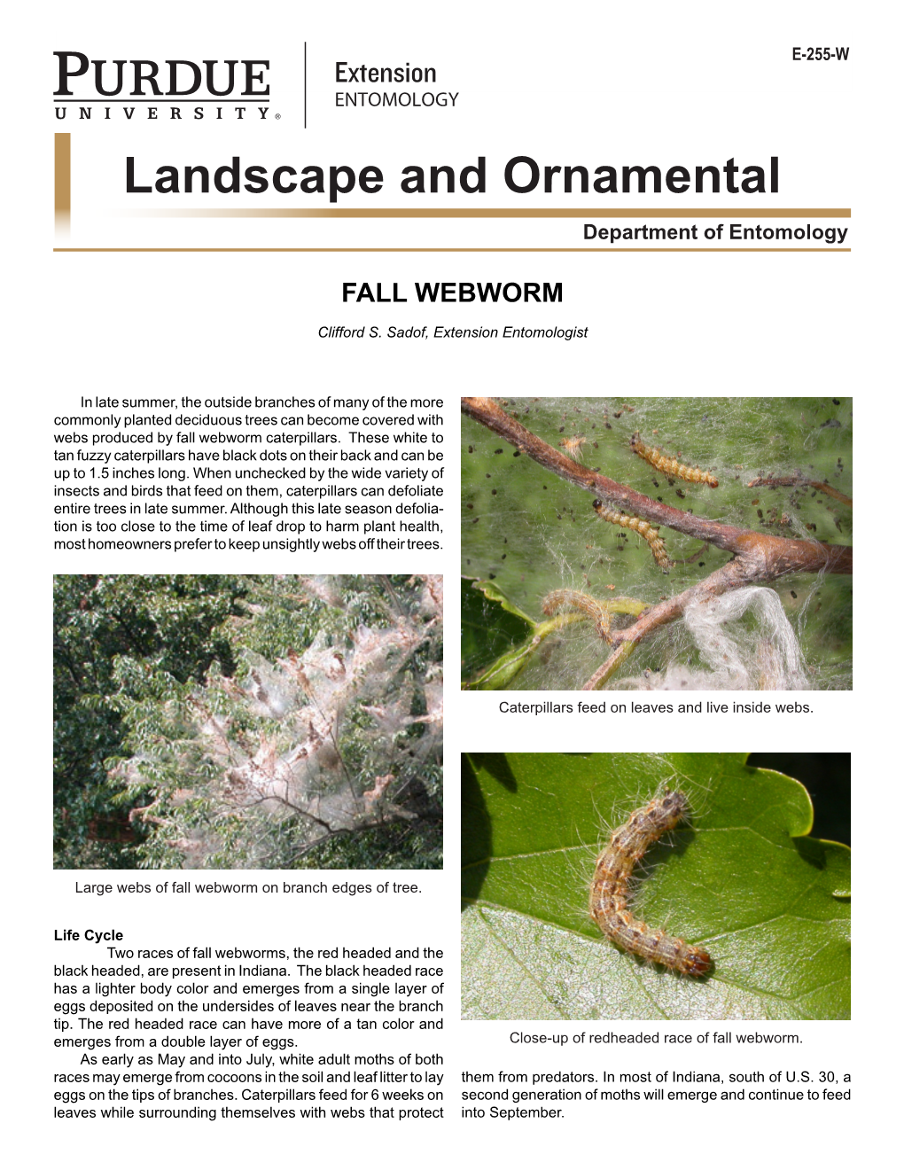 Fall Webworm