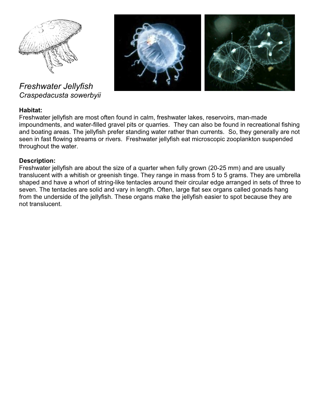 Freshwater Jellyfish