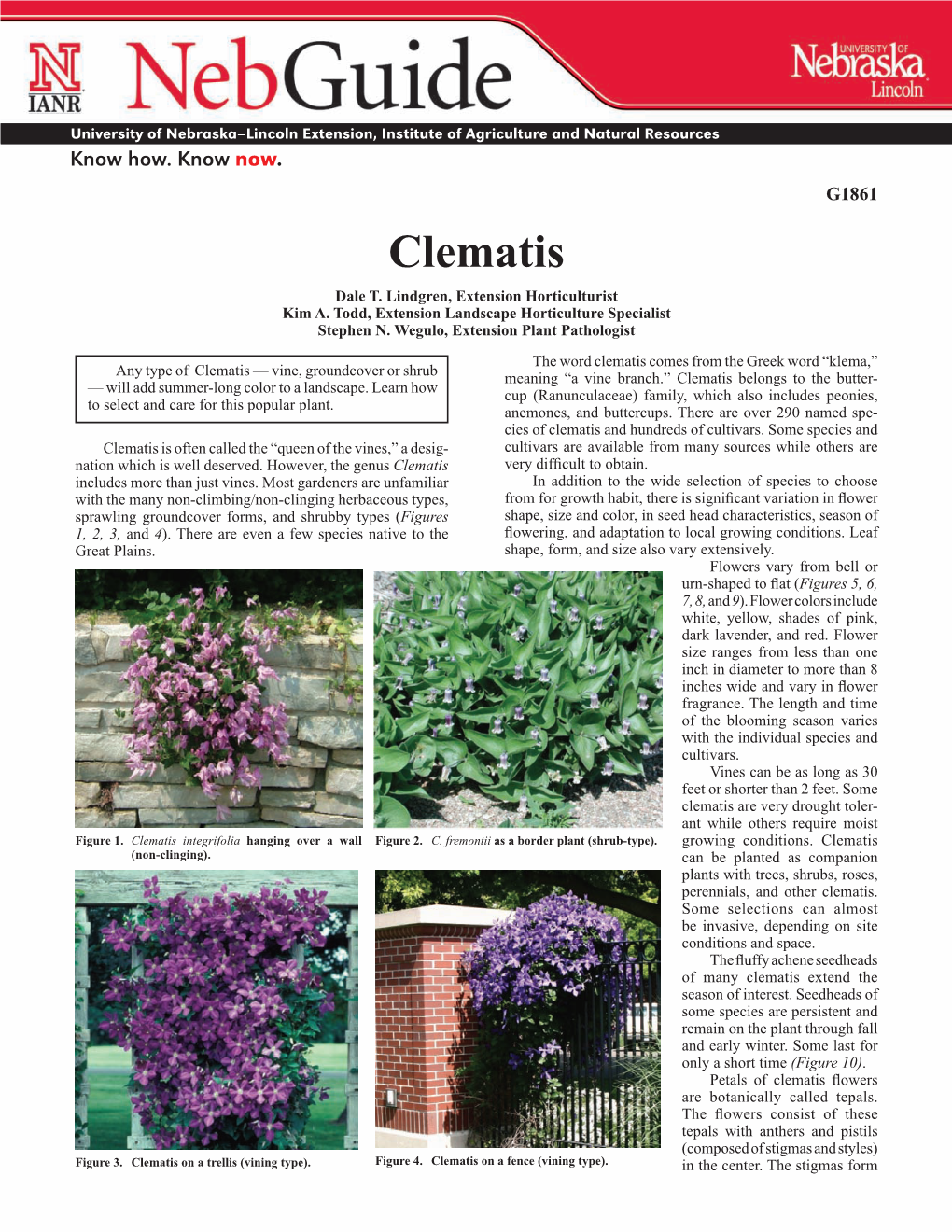 Clematis Dale T