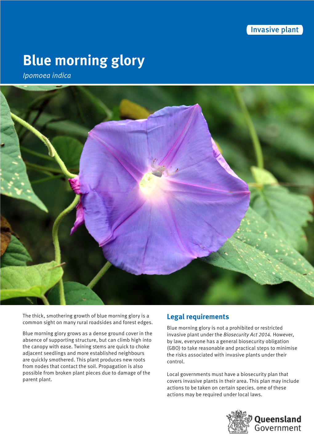 Blue Morning Glory (Ipomoea Indica)