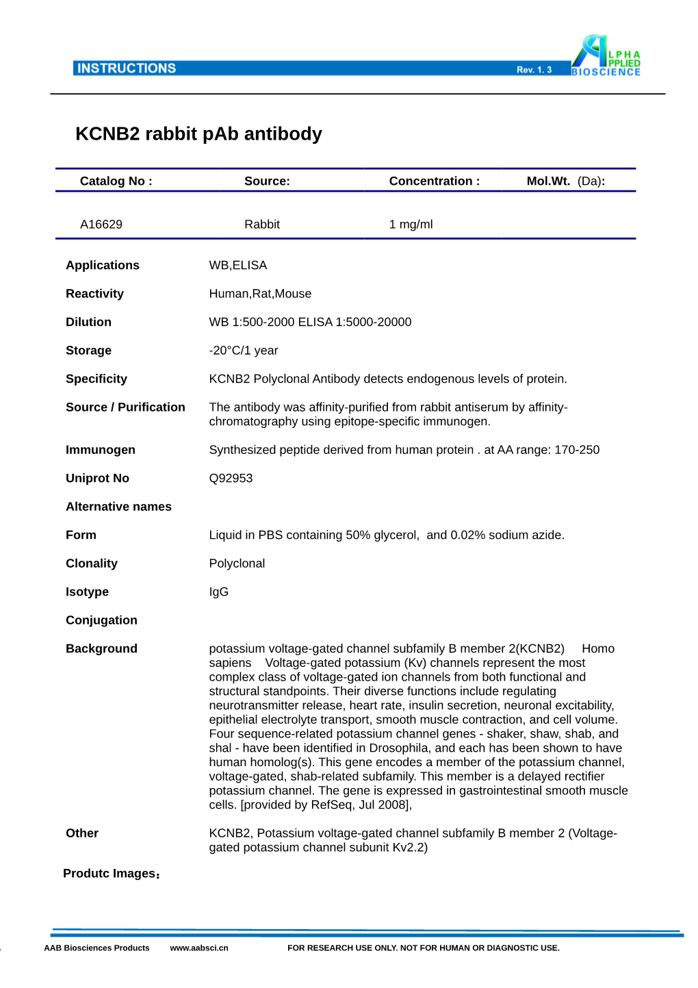 KCNB2 Rabbit Pab Antibody