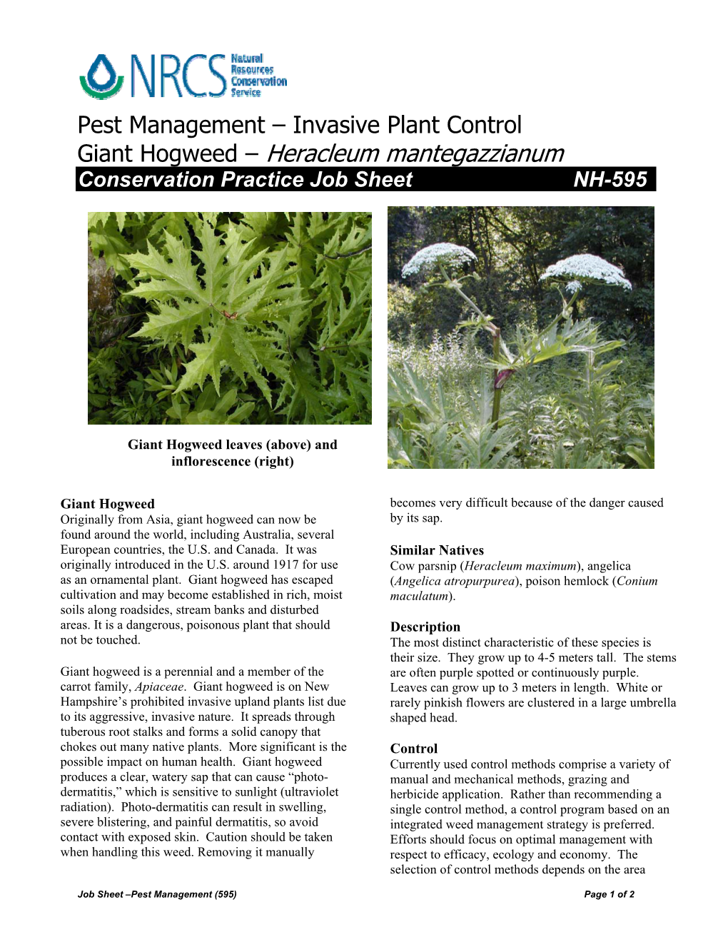 Giant Hogweed – Heracleum Mantegazzianum Conservation Practice Job Sheet NH-595