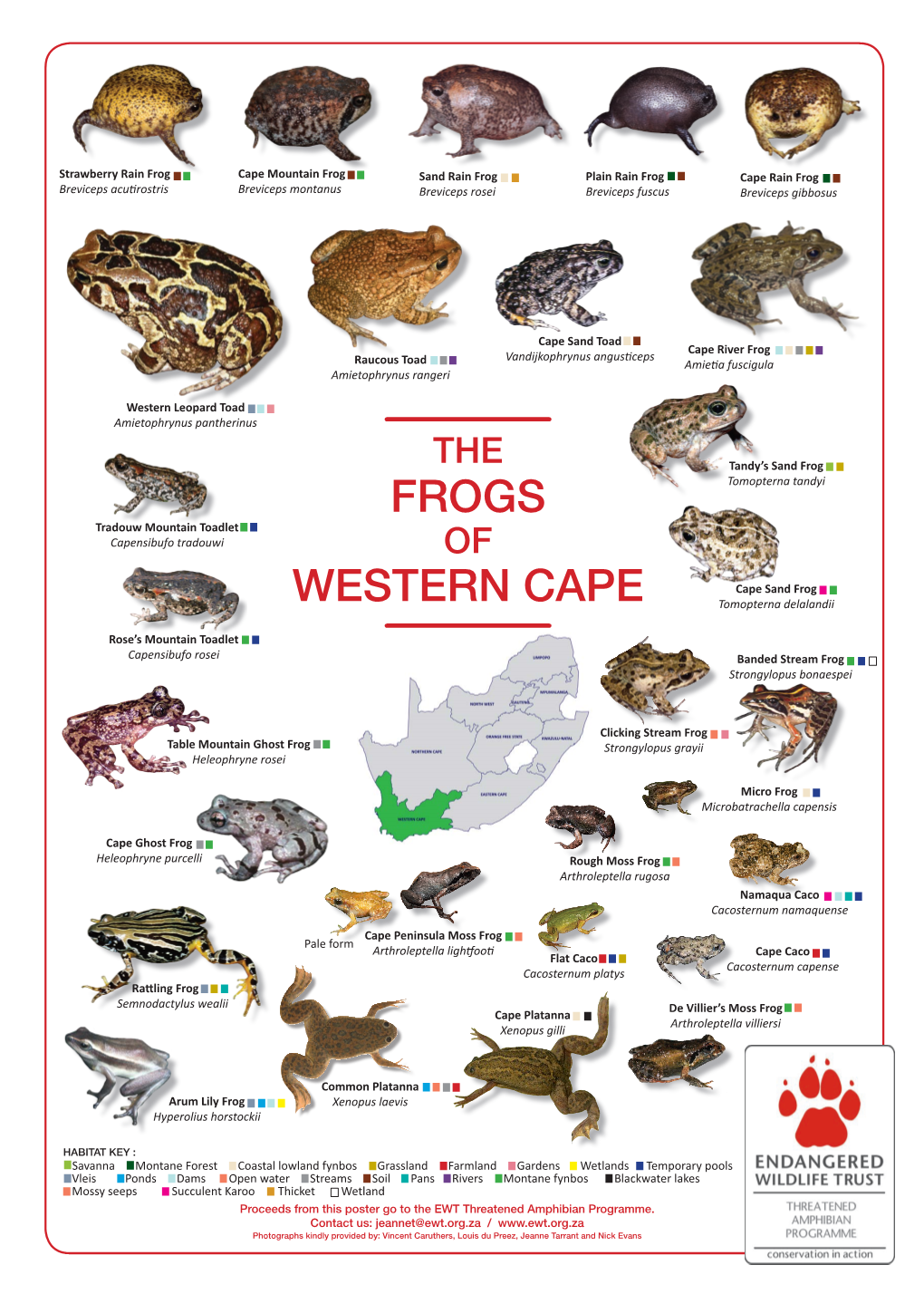 Frogs Western Cape