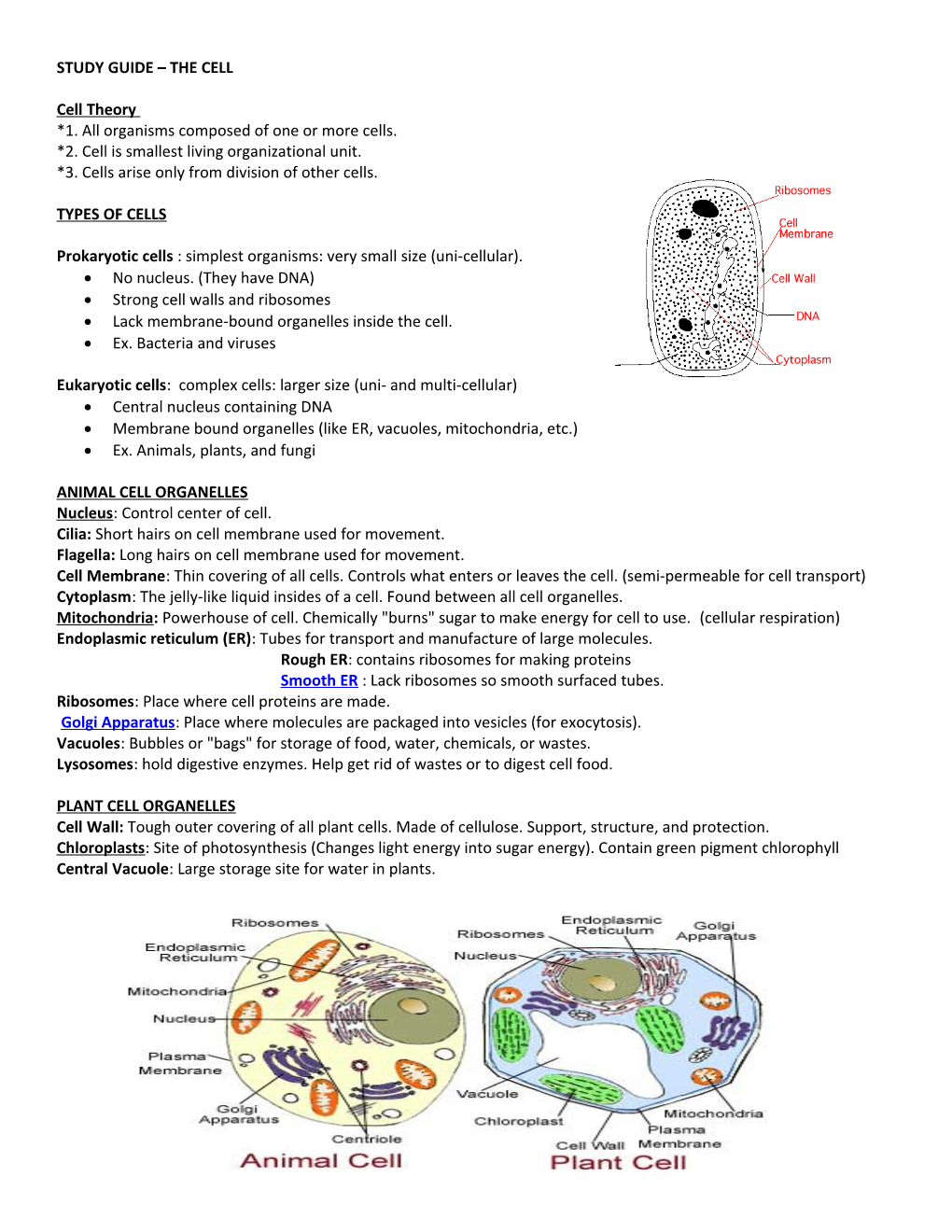 Study Guide the Cell