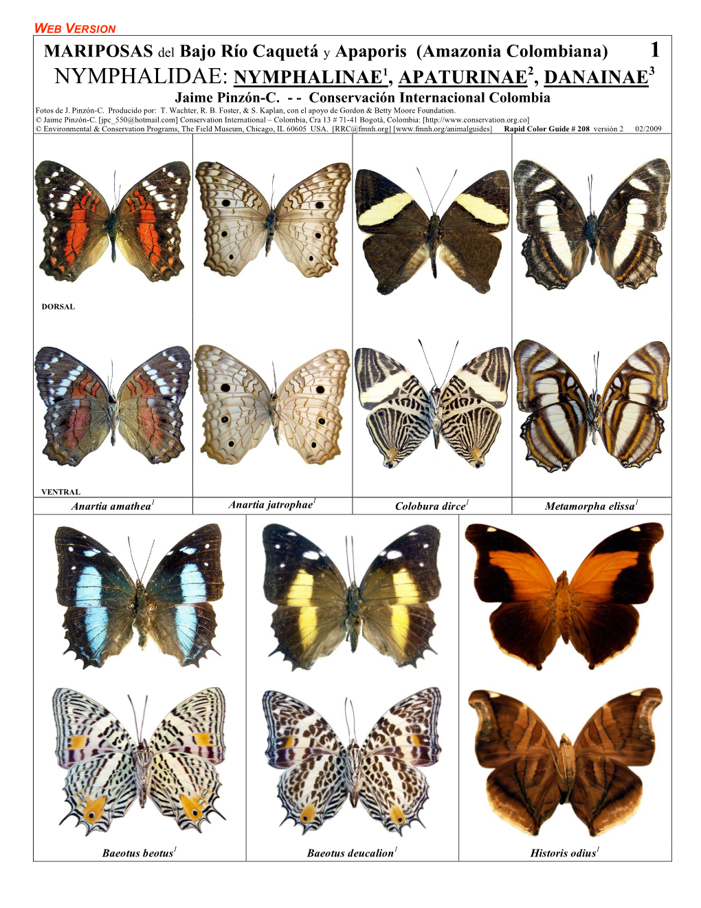 NYMPHALIDAE: NYMPHALINAE1, APATURINAE2, DANAINAE3 Jaime Pinzón-C