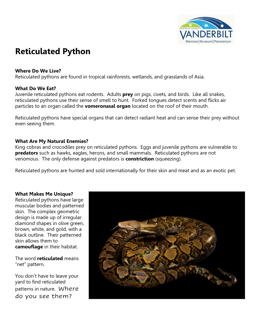 Reticulated Python