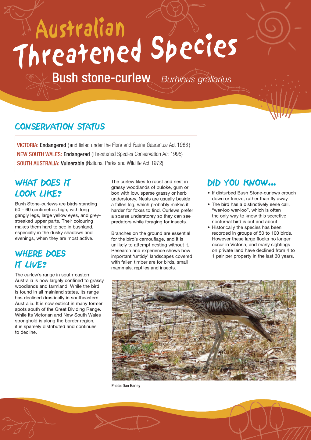 Bush Stone-Curlew Burhinus Grallarius