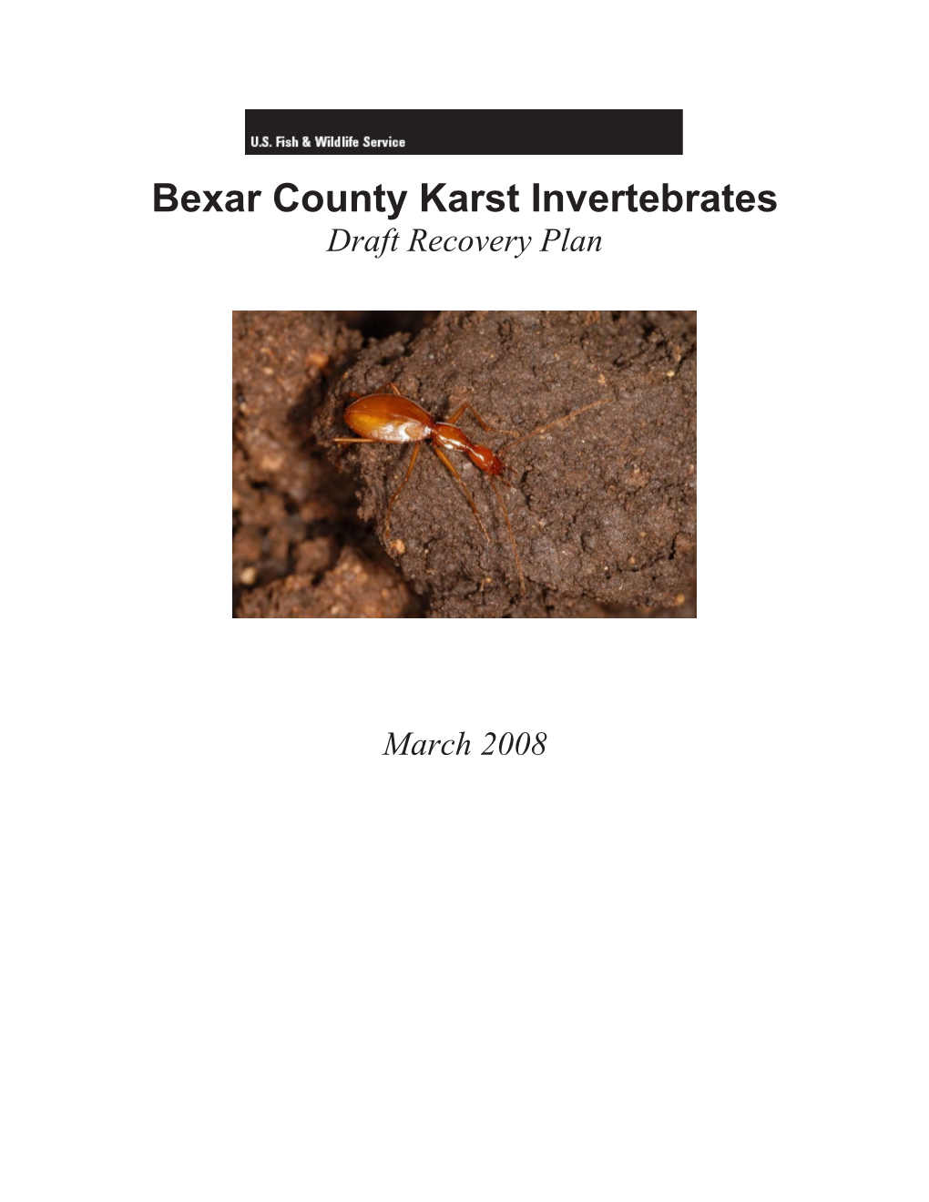 Bexar County Karst Invertebrates