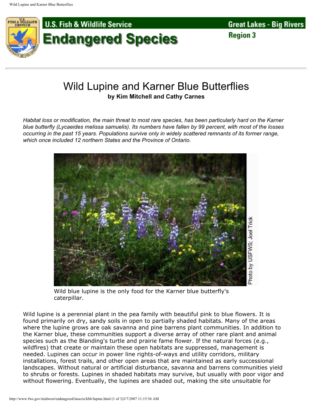 Wild Lupine and Karner Blue Butterflies