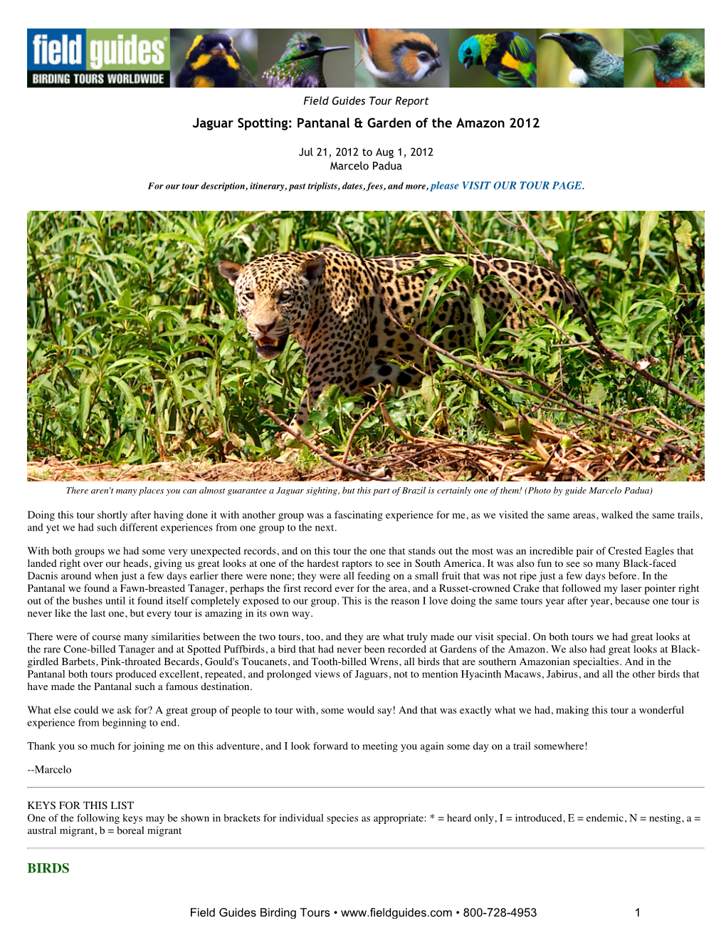 FIELD GUIDES BIRDING TOURS: Jaguar Spotting: Pantanal