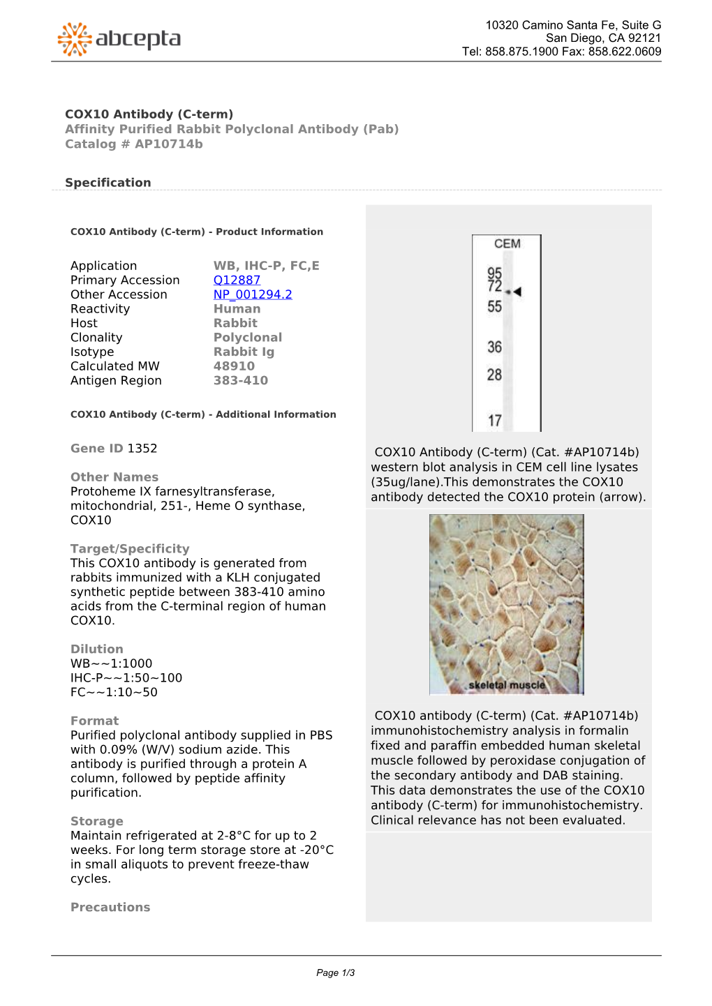 COX10 Antibody (C-Term) Affinity Purified Rabbit Polyclonal Antibody (Pab) Catalog # Ap10714b