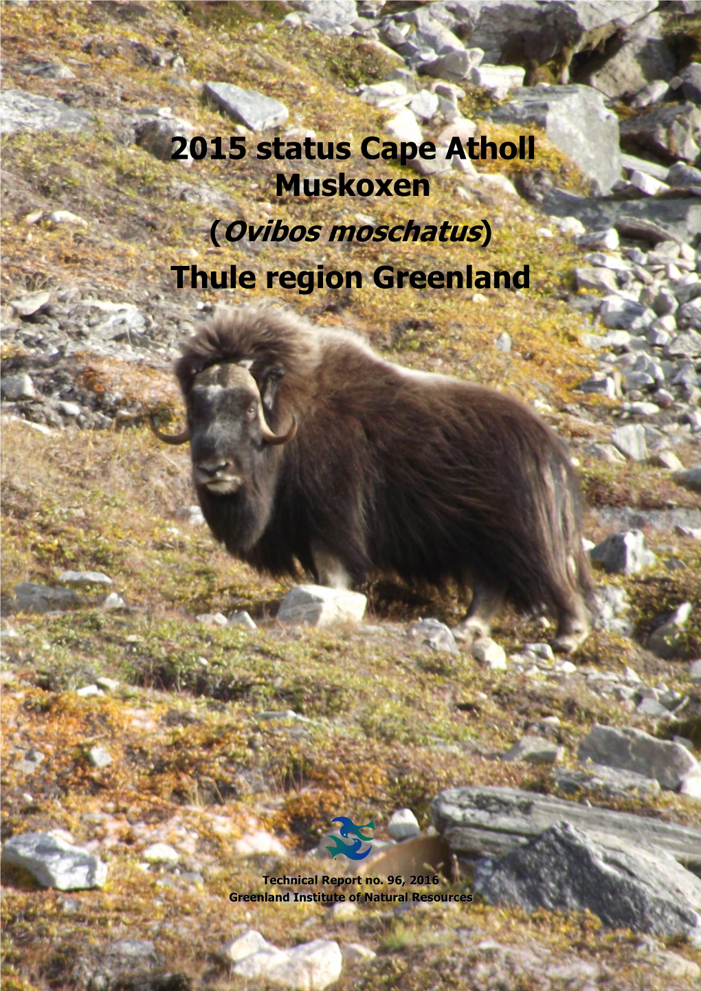 (Ovibos Moschatus) Thule Region Greenland