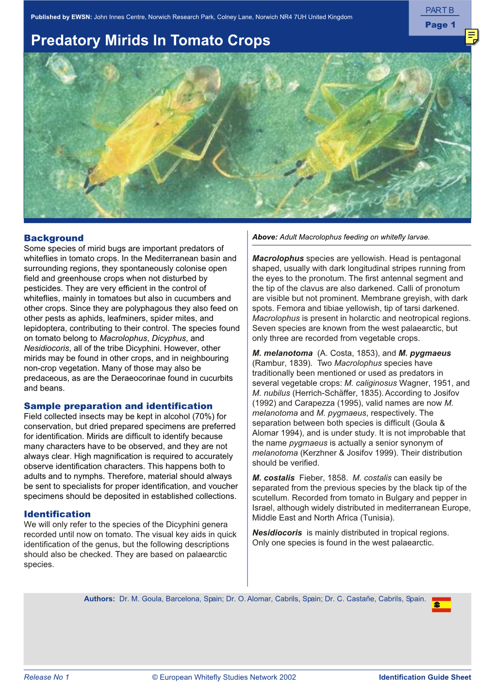 Predatory Mirids in Tomato Crops