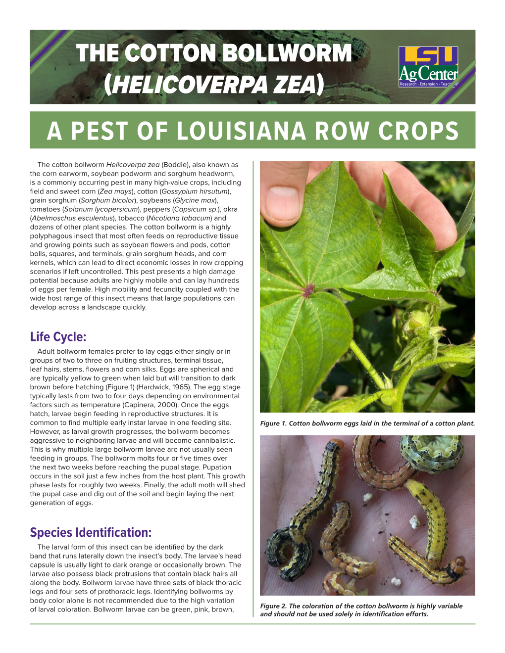 The Cotton Bollworm (Helicoverpa Zea) a Pest of Louisiana Row Crops