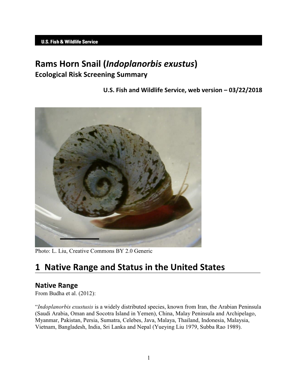 Snail, Rams Horn (Indoplanorbis Exustus)