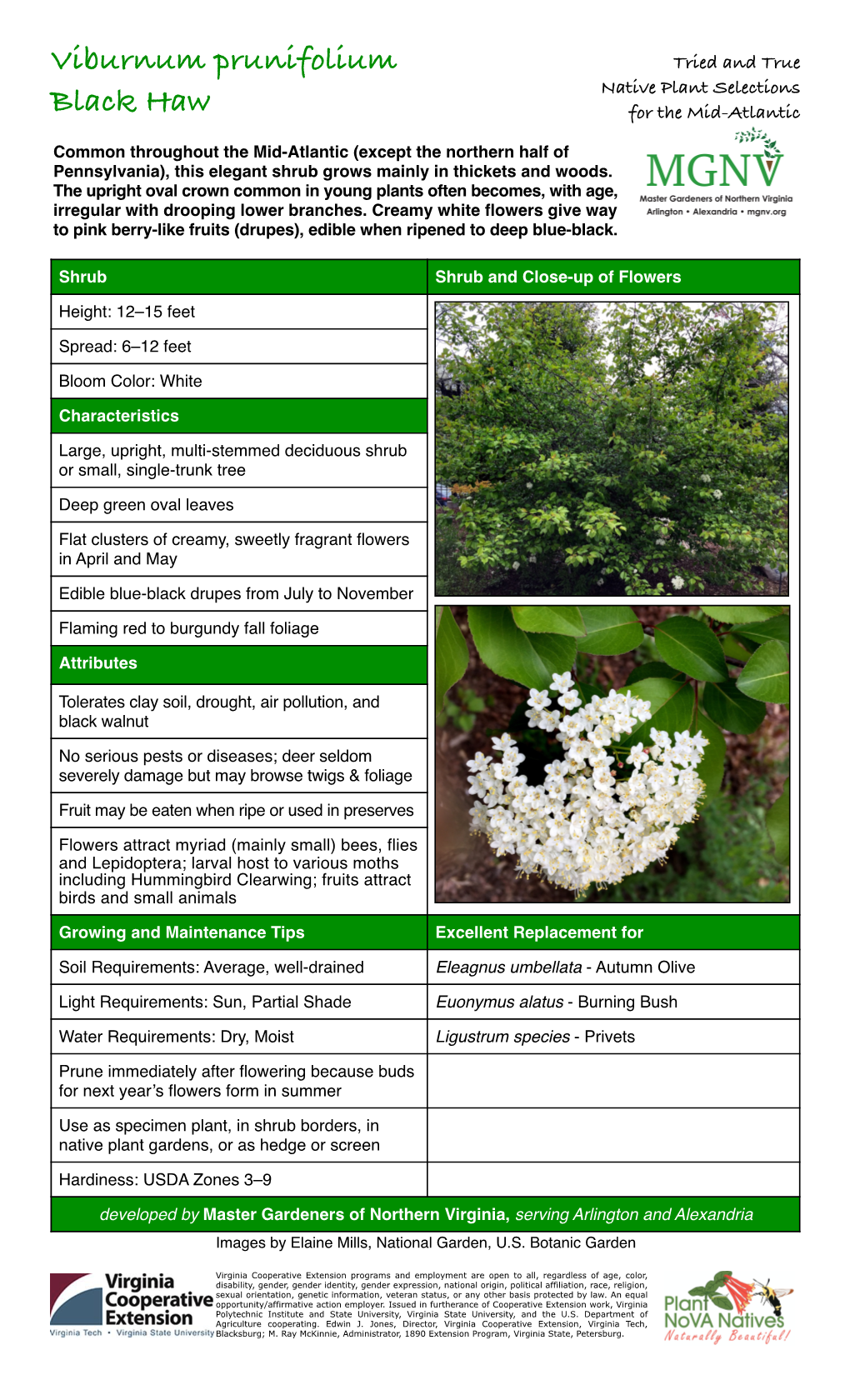 Viburnum Prunifolium Tried and True Native Plant Selections Black Haw for the Mid-Atlantic