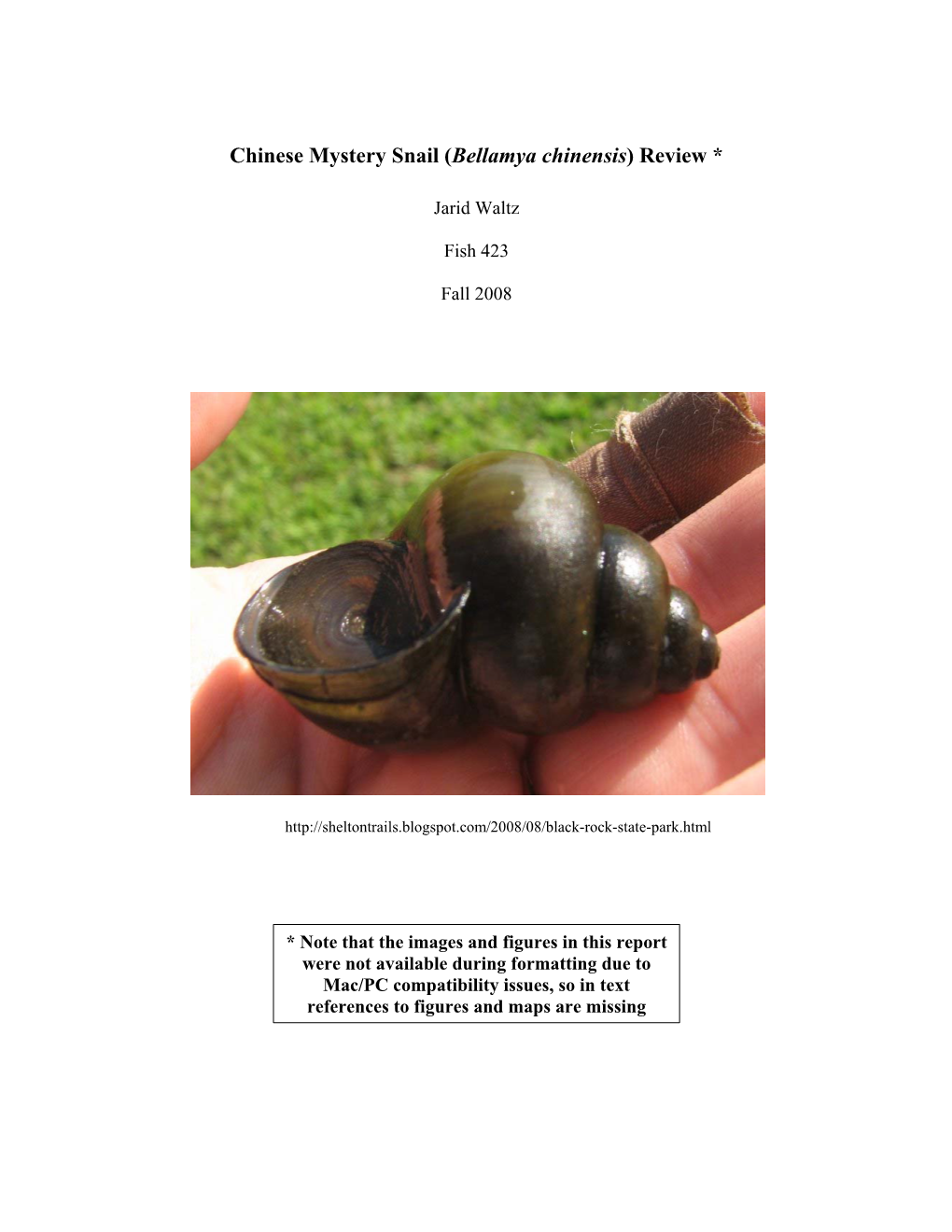 Chinese Mystery Snail (Bellamya Chinensis) Review *