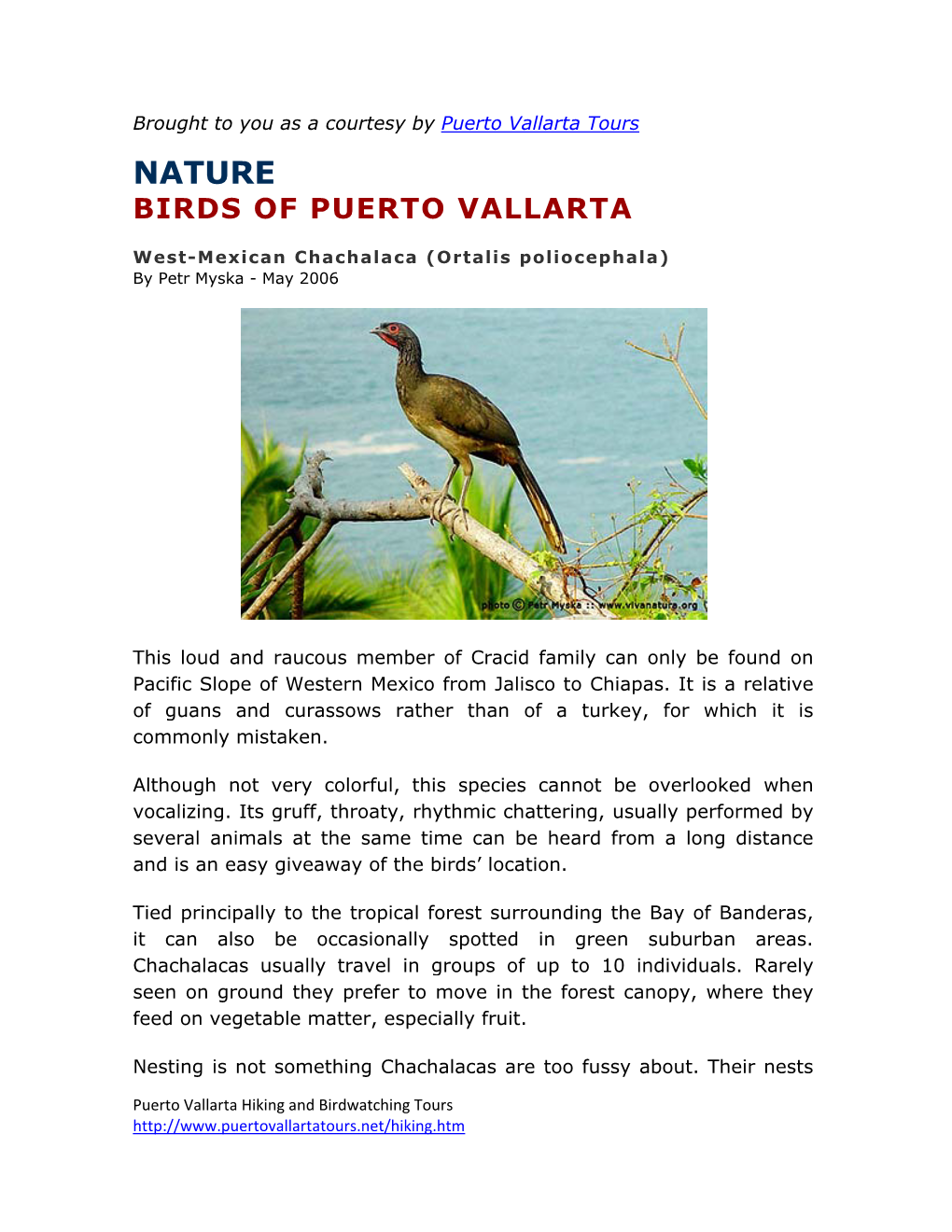 Nature Birds of Puerto Vallarta