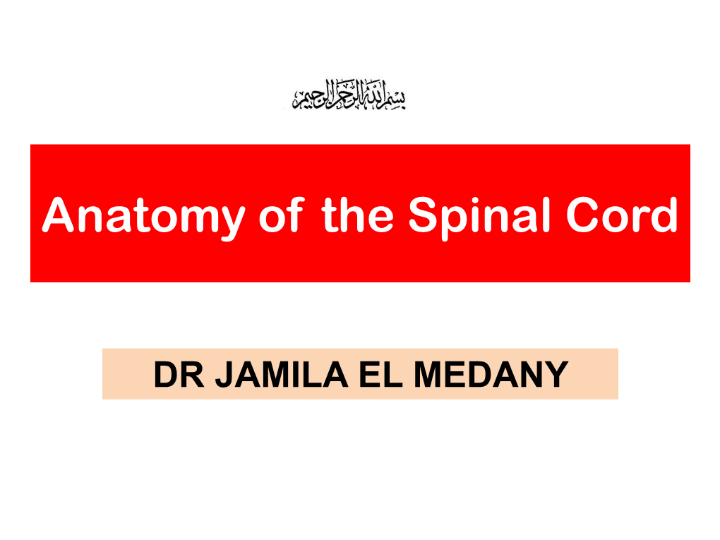 Anatomy of the Spinal Cord