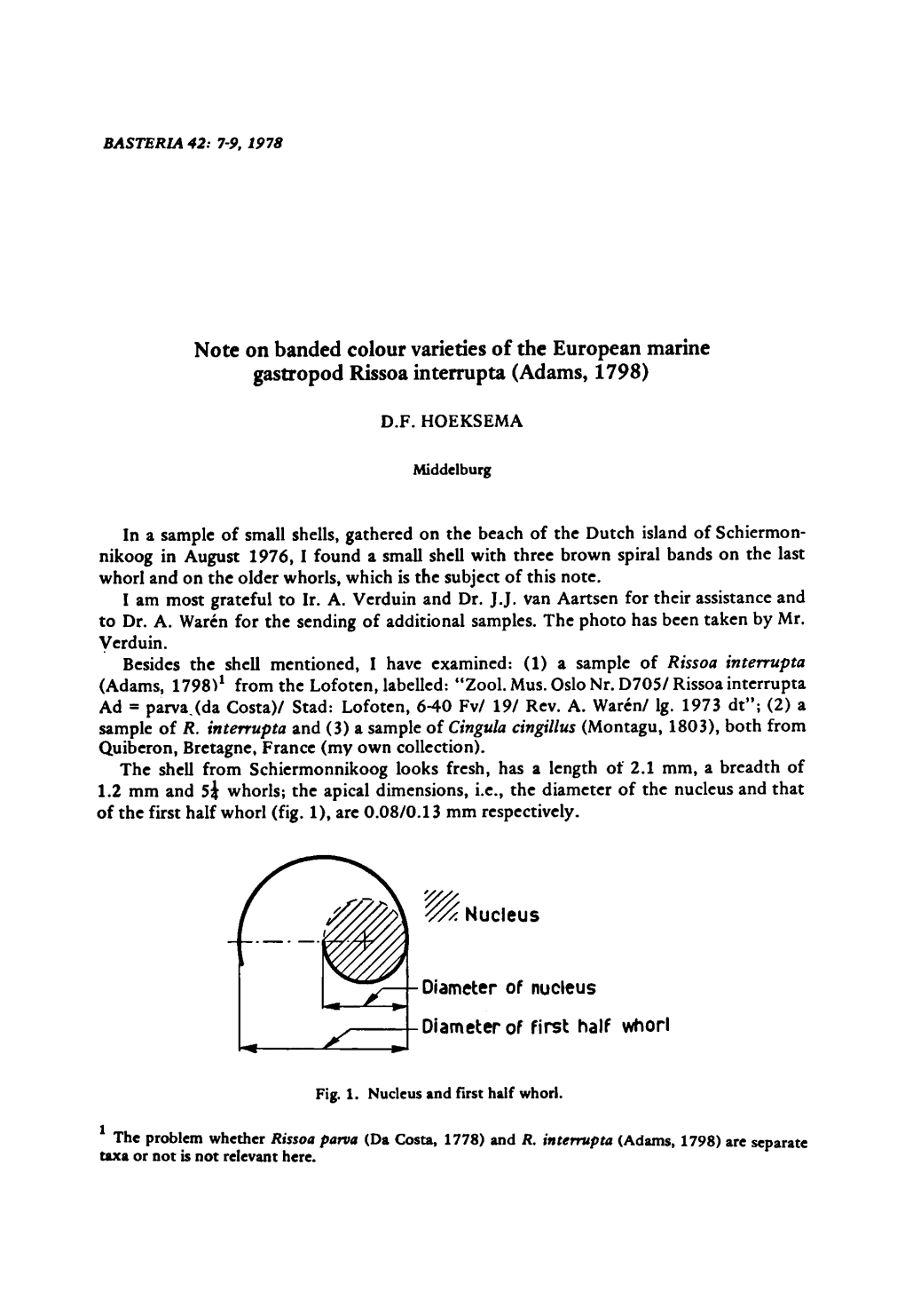 European Marine Gastropod Rissoa Interrupta