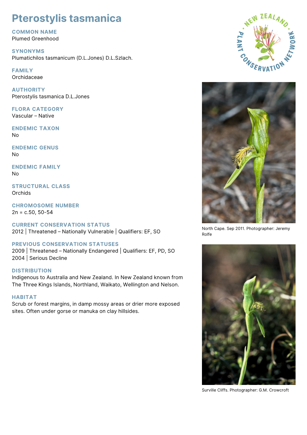 Pterostylis Tasmanica