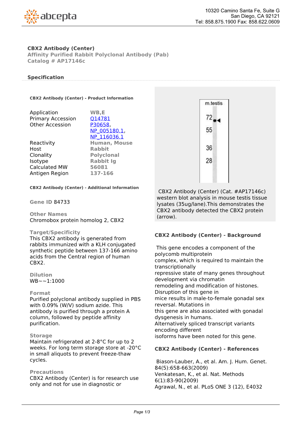 CBX2 Antibody (Center) Affinity Purified Rabbit Polyclonal Antibody (Pab) Catalog # Ap17146c