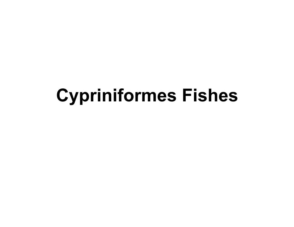 14. Cypriniformes Fishes