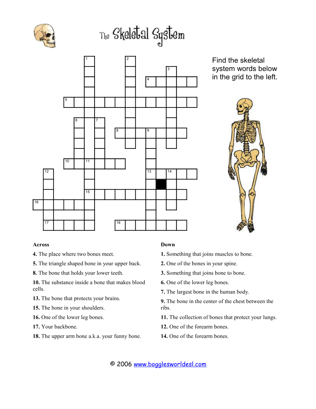 Skeletal System Crossword